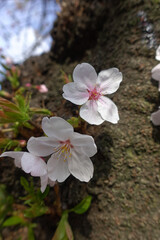 染井吉野の花のクローズアップ