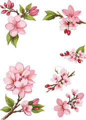 Obraz premium Watercolor illustration of cherry blossoms , A set of components (vector)