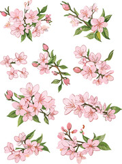 Watercolor illustration of cherry blossoms , A set of components (vector)