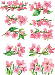 Watercolor illustration of cherry blossoms , A set of components (vector)