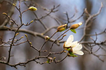 Magnolia blossom in spring