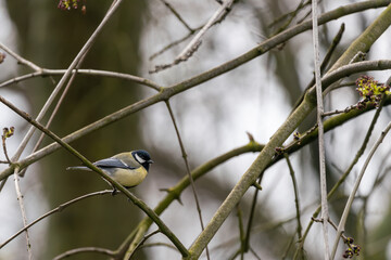 Great tit sitting on a branch in early spring