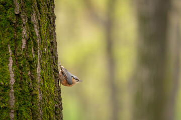 Nuthatch on a tree trunk