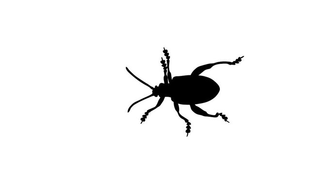 Silhouette of the walking beetle, animation on the white background (seamless loop)