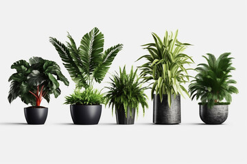Group of various indoor cacti and succulent plants in pots isolated on a white background Generative AI