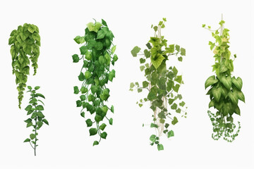 Epipremnum aureum, Pothos bush, shrub leaves are green. Isolated on White background and clipping path. (Golden Pothos, Scindapsus, Devils Ivy) Total collection of 4 plants. Generative AI