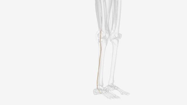 The tibial nerve branches off from the sciatic nerve .