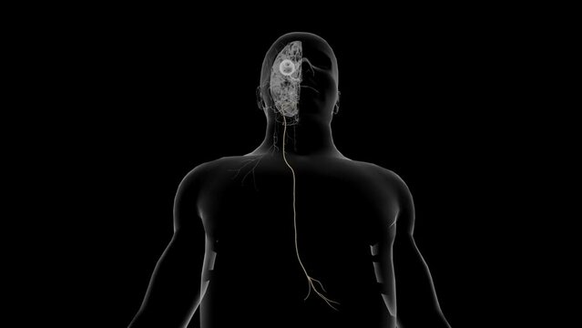 The vagus nerve, also known as the vagal nerves, are the main nerves of your parasympathetic nervous system .