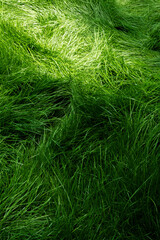 Fresh green grass background, vibrant organic meadow