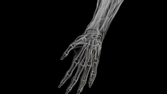 Dorsal digital nerves of the ulnar nerve .