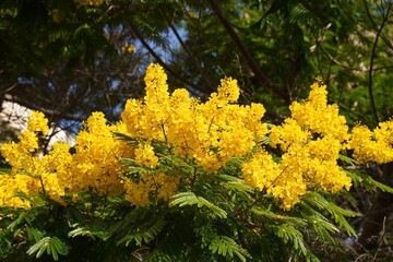 Blossom of beautiful Peltophorum dubium tree with a yellow crown on a brightly green meadow