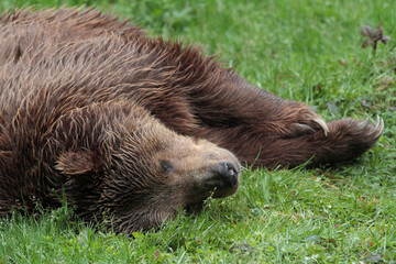 Ours brun, Ursus arctos