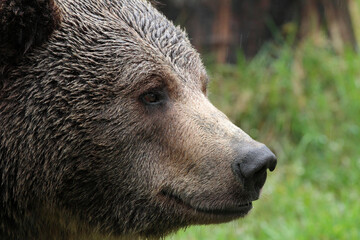 Ours brun, Ursus arctos