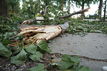Aftermath of the hurricane July 19, 2023 Sremska Mitrovica, Serbia. Broken trees, mess on the...