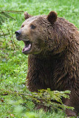 Ours brun, Ursus arctos