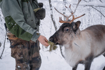 person feeding a reindeer in arctic norway