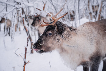 reindeer in arctic norway