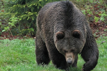 Ours brun, Ursus arctos