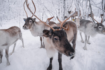 reindeer in the snow in the Arctic forest