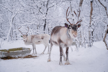 reindeer in snow in Arctic Norway