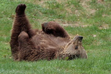 Ours brun, Ursus arctos