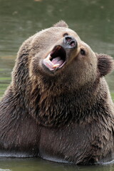 Ours brun, Ursus arctos