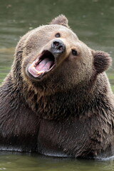 Ours brun, Ursus arctos