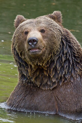 Ours brun, Ursus arctos