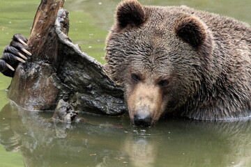 Ours brun, Ursus arctos