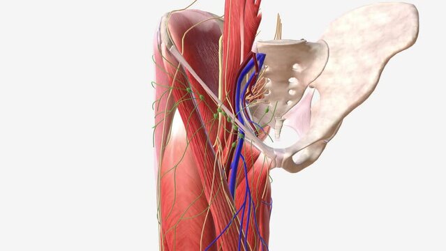 Nerve and lymph nodes in the pelvic region .