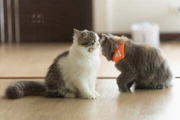 Persian cat looking at the camera and lying on the floor at home, mixed breed cat is a cross between breeds or a purebred cat and a domestic cat. Animal cats concept.