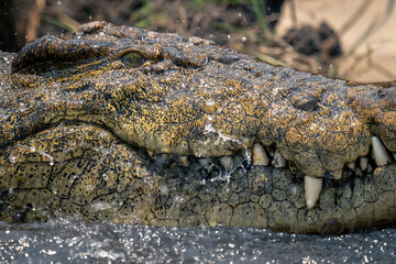 Close-up of Nile crocodile in choppy water