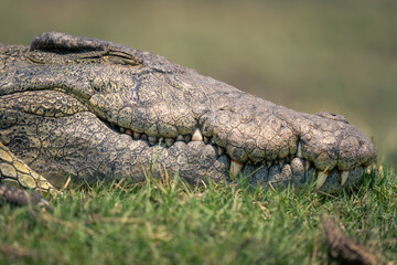 Close-up of Nile crocodile with eyes closed