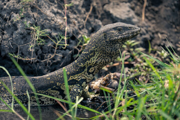 Close-up of Nile monitor in shallow water