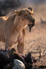 Close-up of lioness standing chewing buffalo meat