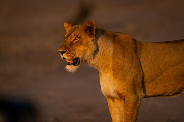 Close-up of lioness with mouth open standing