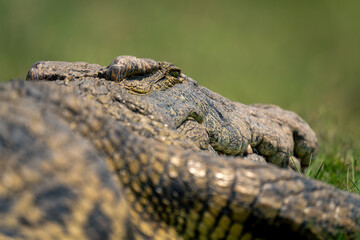 Close-up of Nile crococile lying on grass