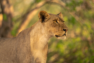 Close-up of lioness standing staring in bushes