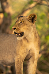 Close-up of lioness standing with open mouth