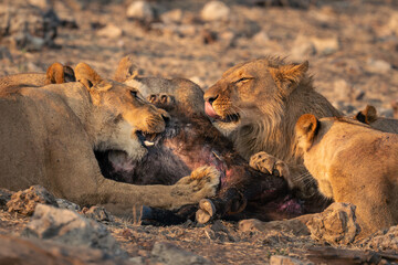 Close-up of male and female lions eating