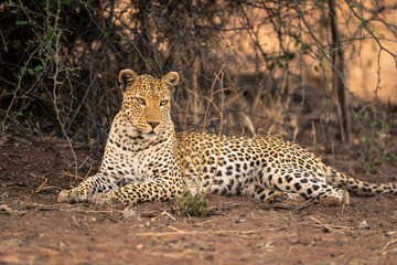 Close-up of male leopard lying near bush