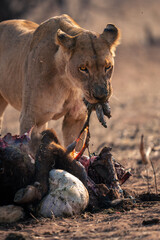 Close-up of lioness standing chewing buffalo guts