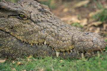 Close-up of Nile crocodile head in grass