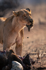 Close-up of lioness standing chewing buffalo remains