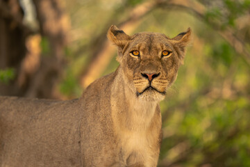 Close-up of lioness standing glaring at camera
