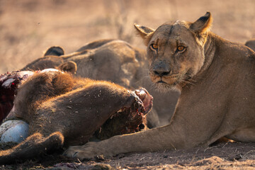 Close-up of lionesses lying eating buffalo carcase