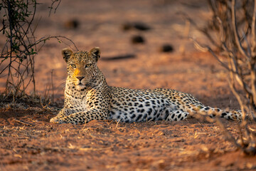 Close-up of male leopard lying on sand