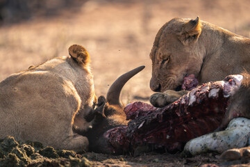 Close-up of lionesses lying eating young buffalo
