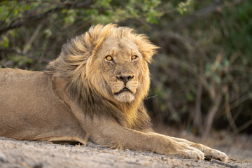 Close-up of male lion lying watching photographer