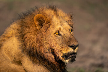 Fototapeta premium Close-up of male lion with muddy mouth